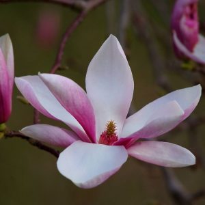 MAGNOLIA FLOWER OIL  (China)