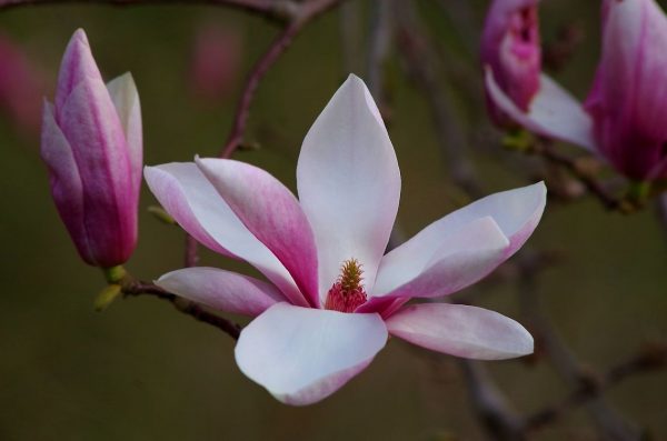 MAGNOLIA FLOWER OIL  (China)