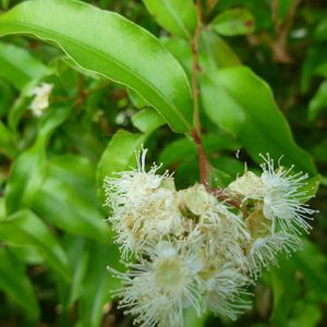 Anise Myrtle Oil (Australia)