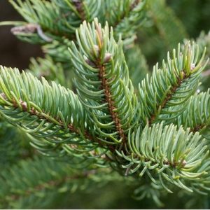 Balsam Fir Oil - Organic(Canada)