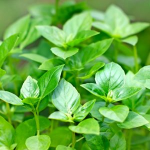 Basil Oil Methyl Chavicol (India)