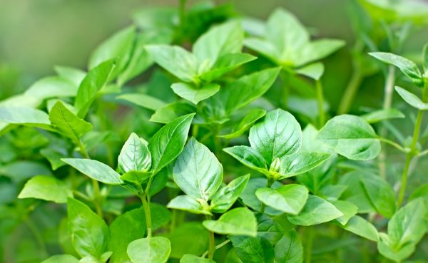 Basil Oil Methyl Chavicol (India)