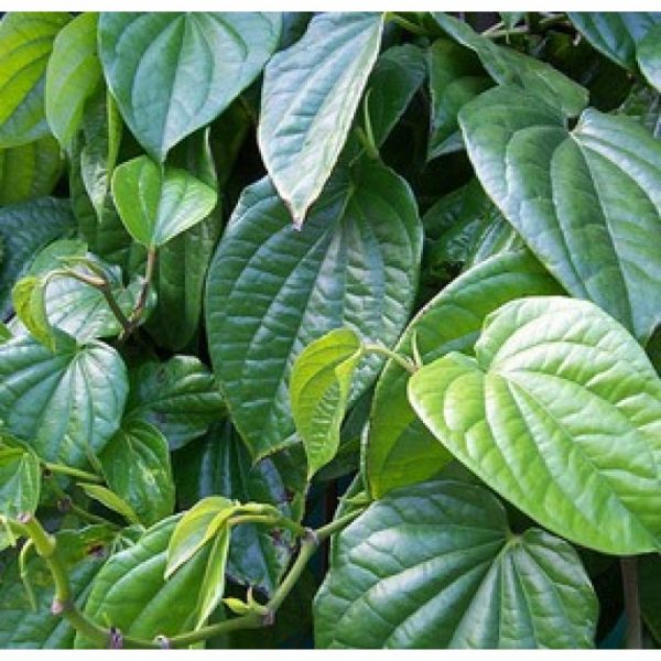 Betel Leaf Oil (India)