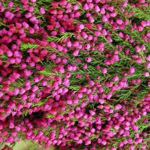 Boronia (Australia)