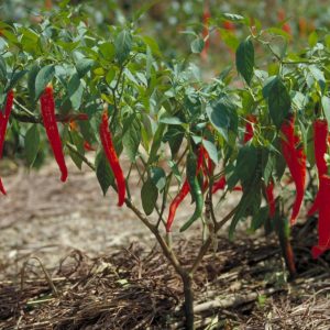 PAPRIKA OIL (india)