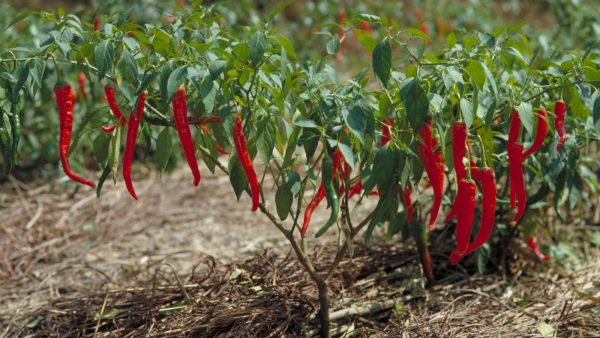 PAPRIKA OIL (india)