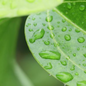 Cinnamon Leaf Oil (Sri Lanka)