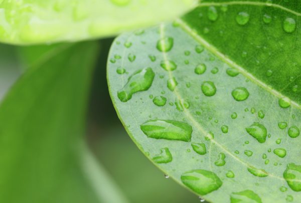 Cinnamon Leaf Oil (Sri Lanka)