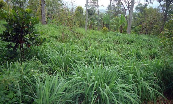 Citronella Oil (Winterianus)