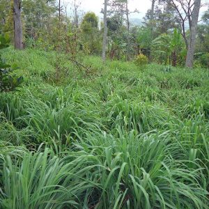 Citronella Oil Ceylon (India)