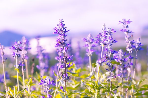 Clary Sage Oil (China)