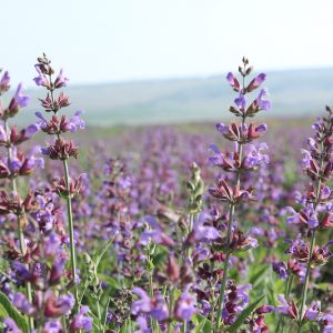 Clary Sage Oil (Russia)