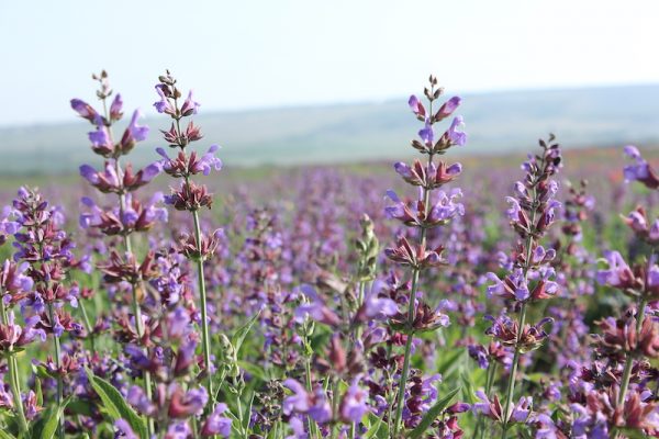 Clary Sage Oil (Russia)