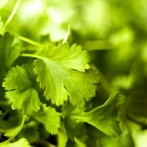 Coriander Herb Oil (Egypt)