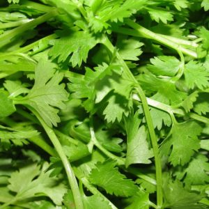 Coriander Herb Oil (Russia)