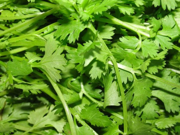 Coriander Herb Oil (Russia)