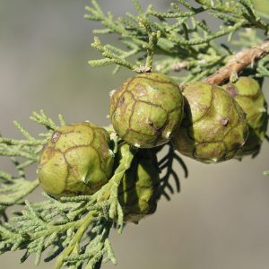 Cypress Oil (Spain)