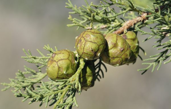 Cypress Oil (Spain)