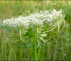 Wild Carrot (Africa)