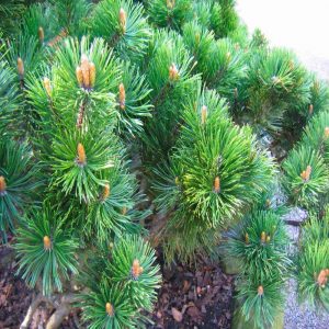 Dwarf Pine Oil