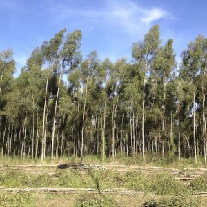 Eucalyptus Oil Citriodora (Brazil)