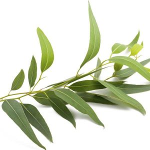 EUCALYPTOL (cHINA_