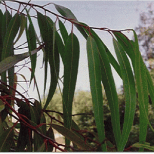 Eucalyptus Citrodora (China)