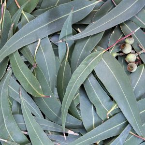 Eucalyptus Smithii Oil (South Africa)