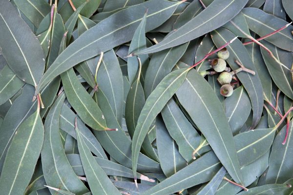 Eucalyptus Smithii Oil (South Africa)