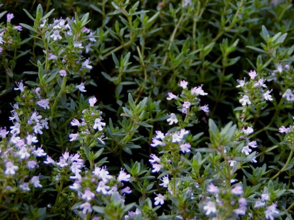 Thyme Oil (France)