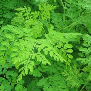 Moringa oil (India)