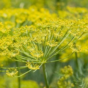 FENNEL OIL (Rusia)