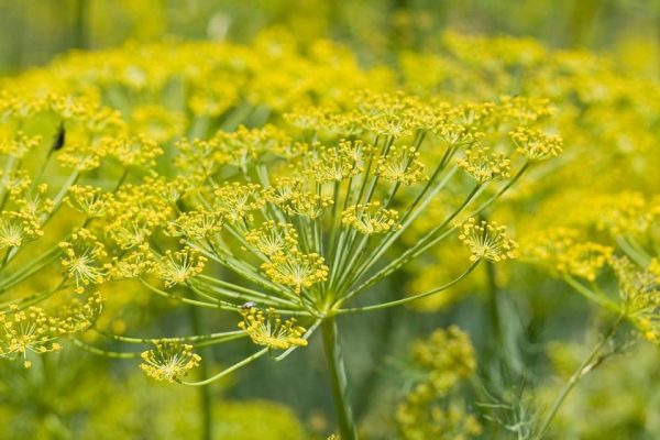 FENNEL OIL (Rusia)