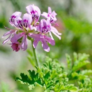 Geranium Bourbon (Rwanda)