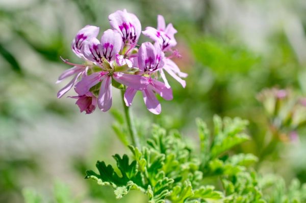 Geranium Bourbon (Rwanda)