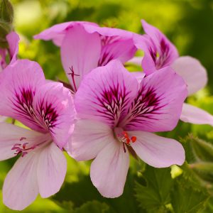 Geranium Oil (China)