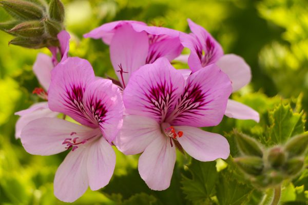 Geranium Oil (China)