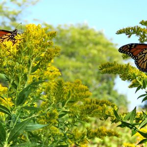 Goldenrod (Canada)