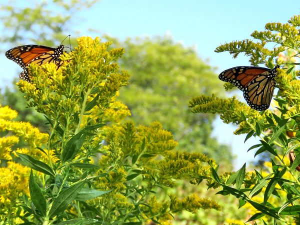 Goldenrod (Canada)