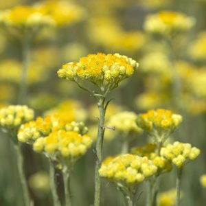 Helichrysum Oil (Croatia)