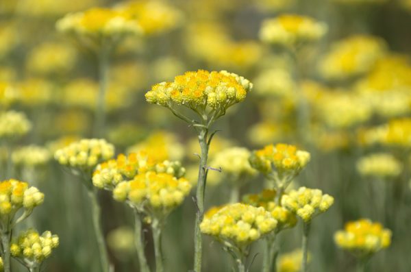 Helichrysum Oil (Croatia)