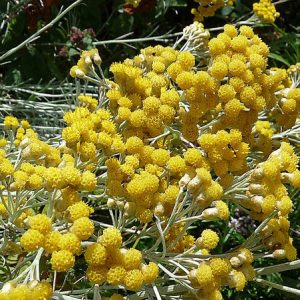 Helichrysum Oil (South Africa)