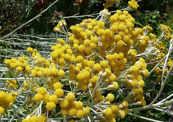 Helichrysum Oil (South Africa)