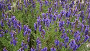 Hyssop Officinale OIL (France)