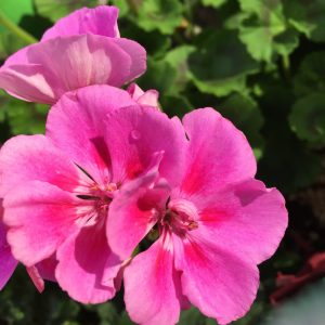 Rose Geranium Oil (South Africa)