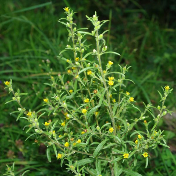 Inula Oil (Morocco)