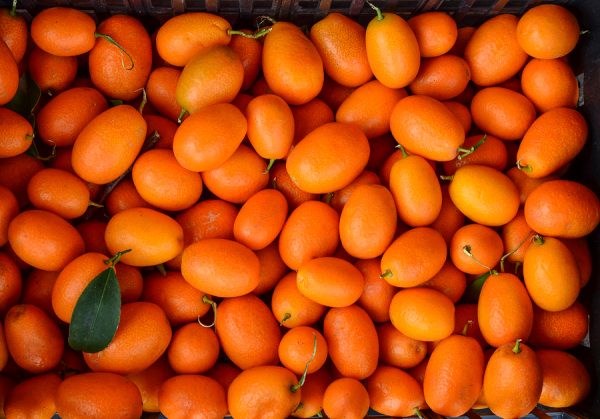 Kumquat Oil (Brazil)