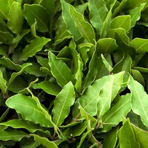 Laurel Leaf Oil (Eastern Europe)