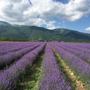 Lavender Oil Granules (Bulgaria)