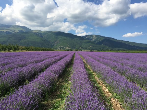 Lavender Oil Granules (Bulgaria)